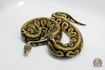 5289 1.0 PASTEL LEOPARD GHI BLACKHEAD VANILLA OR FIRE