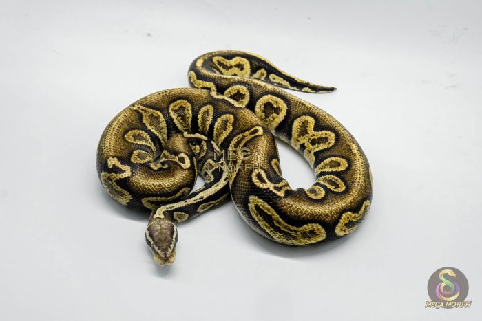 5289-3-1.jpg 5289 1.0 PASTEL LEOPARD GHI BLACKHEAD VANILLA OR FIRE - Image 3