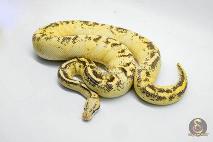 5291 1.0 PASTEL SUPER GRAVEL
