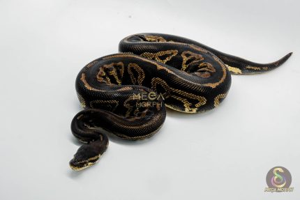 5294 0.1 PASTEL LEOPARD BLACKHEAD POSSIBLE GHI