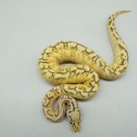 5298 0.1 BUMBLEBEE ENCHI FREEWAY