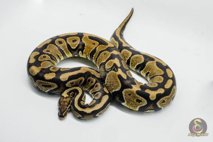 5302 0.1 HURRICANE SPOTNOSE HET DESERT GHOST