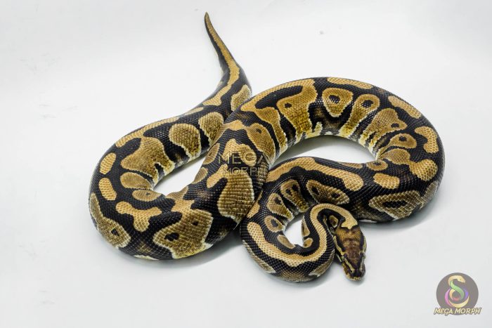 5302-2-1.jpg 5302 0.1 HURRICANE SPOTNOSE HET DESERT GHOST - Image 2