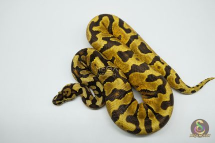 5304 1.0 ENCHI YELLOW BELLY SPOTNOSE HET CLOWN