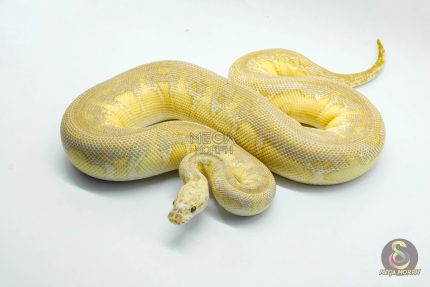 5306 0.1 PASTEL LESSER SPOTNOSE CLOWN