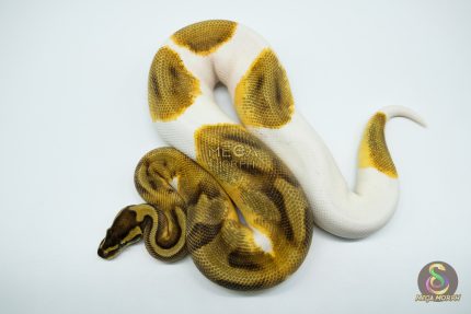 5310 0.1 ENCHI PIEBALD