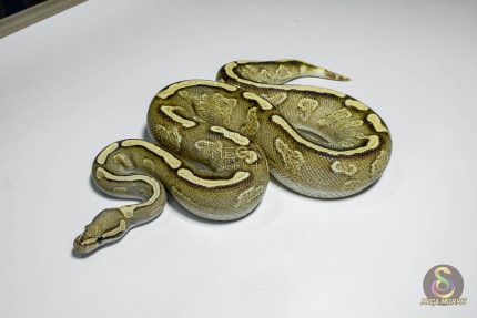 5328 0.1 GHI ENCHI YELLOW BELLY VANILLA OR FIRE 0.5