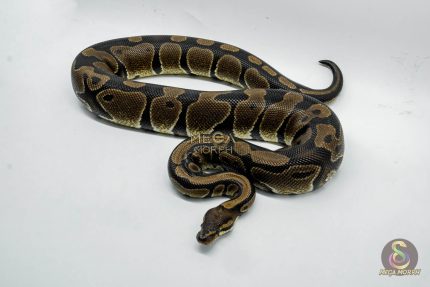 5331 0.1 HET DESERT GHOST