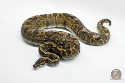 5334 0.1 GHI ENCHI HET DG