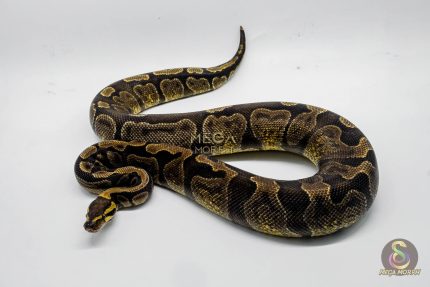 5335 0.1 GHI ENCHI HET DG