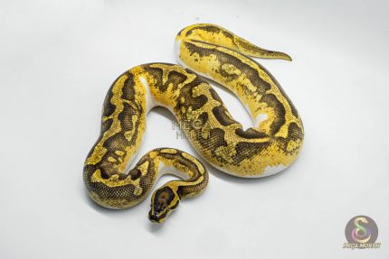 5337 0.1 ENCHI YELLOW BELLY PIEBALD