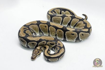 5339 0.1 HET DESERT GHOST