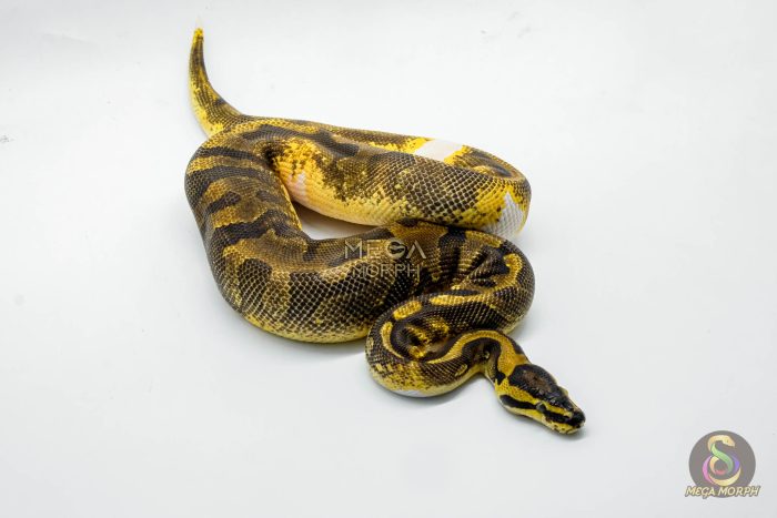 5342 1.0 ENCHI YELLOW BELLY PIEBALD - Image 2