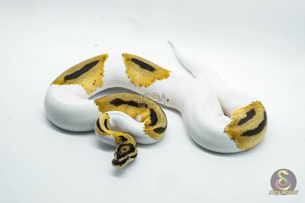 5350 1.0 SUPER ORANGE DREAM PIEBALD HET CLOWN