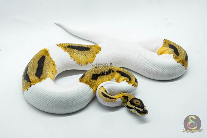 5350 1.0 SUPER ORANGE DREAM PIEBALD HET CLOWN - Image 2