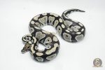 5359 0.1 BLACKHEAD DESERT GHOST