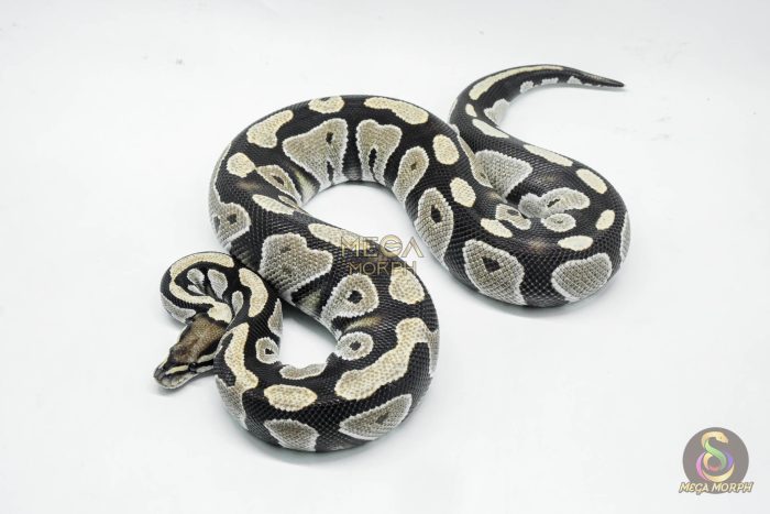 5359-1-1.jpg 5359 0.1 BLACKHEAD DESERT GHOST - Image 1