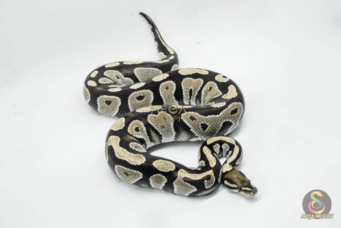 5359-2-1.jpg 5359 0.1 BLACKHEAD DESERT GHOST - Image 2