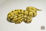 5367 0.1 ENCHI DESERT GHOST