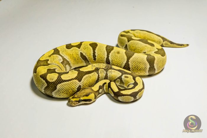 5367-1-1.jpg 5367 0.1 ENCHI DESERT GHOST - Image 1