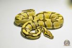 5367 0.1 ENCHI DESERT GHOST - Image 2