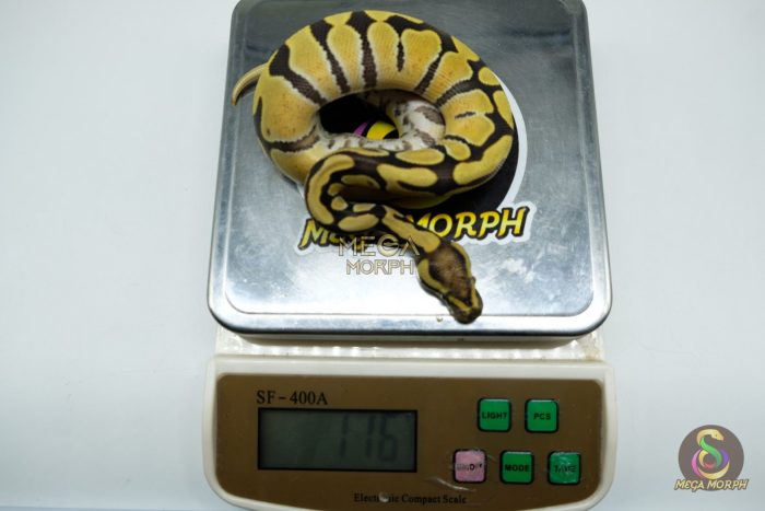 5367-3-1.jpg 5367 0.1 ENCHI DESERT GHOST - Image 3