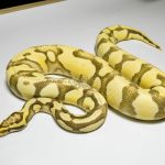 5369 0.1 PASTEL ENCHI YELLOW BELLY DESERT GHOST