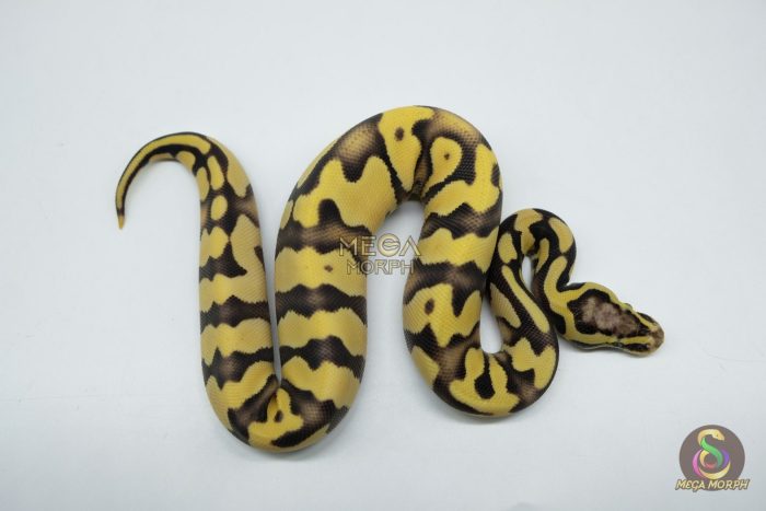 5369 0.1 PASTEL ENCHI YELLOW BELLY DESERT GHOST - Image 3