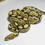 5370 0.1 DESERT GHOST