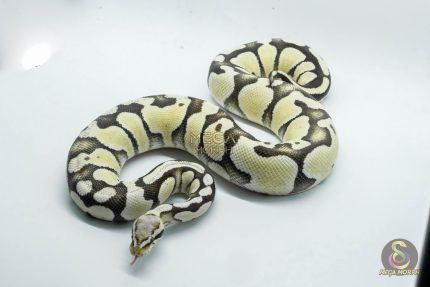 5374 0.1 PASTEL DESERT GHOST