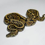 5410 0.1 SPOTNOSE HET CLOWN