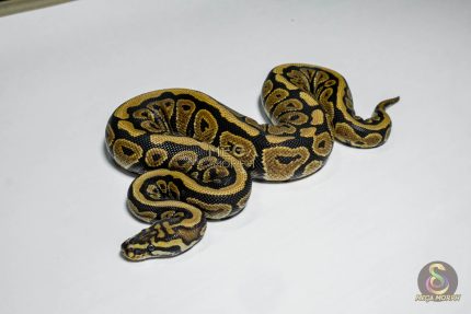 5410 0.1 SPOTNOSE HET CLOWN