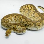 5414 0.1 REDSTRIPE YELLOW BELLY LEOPARD HET HYPO