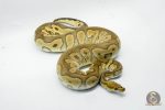5414 0.1 REDSTRIPE YELLOW BELLY LEOPARD HET HYPO - Image 2