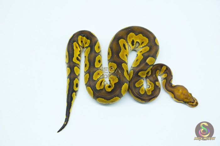 5415 1.0 PHANTOM CLOWN - Image 3