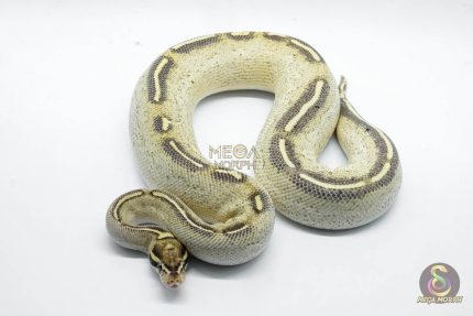 5418 0.1 FREEWAY HET PIEBALD