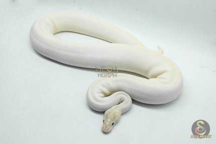 5419 0.1 ORANGE DREAM IVORY HET PIEBALD
