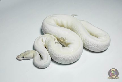 5420 0.1 ORANGE DREAM IVORY HET PIEBALD