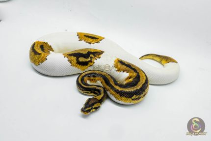 5422 1.0 LEOPARD YELLOW BELLY PIEBALD HET CLOWN (PARADOX)