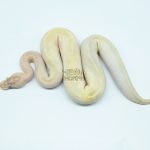 5423 0.1 IVORY DOUBLE HET CLOWN PIEBALD