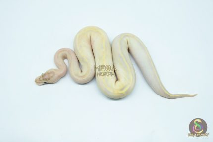 5423 0.1 IVORY DOUBLE HET CLOWN PIEBALD