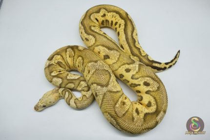 5511 0.1 FIRE PASTEL CLOWN (Proven breeder)