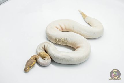 5616 1.0 BANANA BLACK PASTEL PIEBALD (FEMALE MAKER)