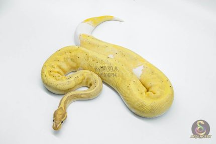 5618 0.1 BANANA PIEBALD