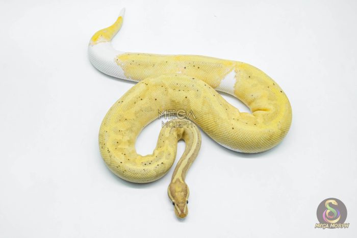 5618 0.1 BANANA PIEBALD - Image 2