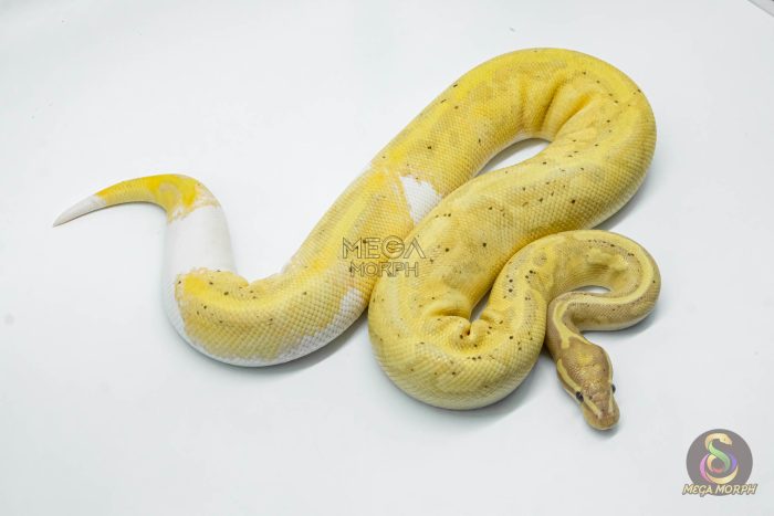 5618 0.1 BANANA PIEBALD - Image 3
