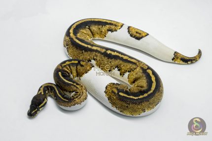 5619 0.1 BLACKHEAD YELLOW BELLY PIEBALD