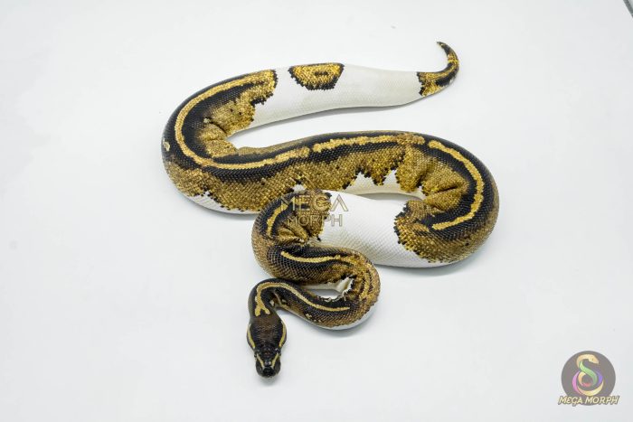 5619-2-1.jpg 5619 0.1 BLACKHEAD YELLOW BELLY PIEBALD - Image 2