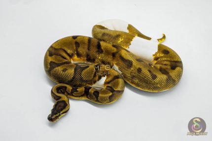 5623 0.1 ORANGE DREAM YELLOW BELLY PIEBALD