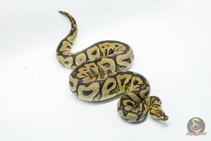 5635 1.0 SPOTNOSE YELLOW BELLY CLOWN - Image 2